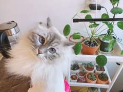 이케아 식물 50% 할인데이 식쇼!