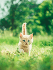 고양이 전사들 단편