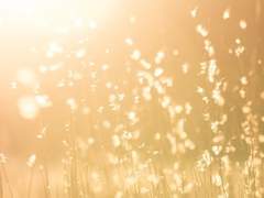 이우는 단풍의 놀음