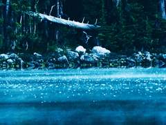 내가 본 푸른 빛 중,