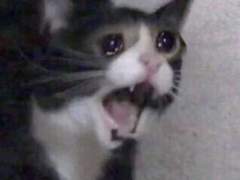 뭣..! 포타 표 삽입 기능이 사라졌다고?!