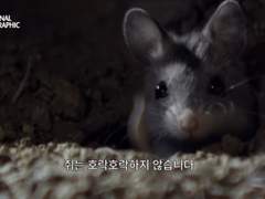쥐는 호락호락하지 않습니다