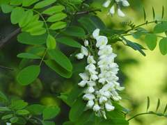 아쿠아마린에게.