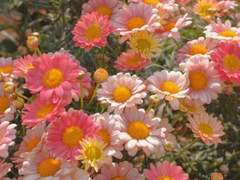 앙스타 나기이바- 꽃집에서 널 만났다