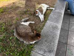 이런저런 고양이들