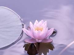 리 샤오루/요괴