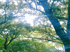 1. 불현듯 얼린 가나 초콜렛 조각이 먹고 싶어지는 밤이 있다