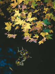 신재현이 메이플 월드로 트립되는 이야기