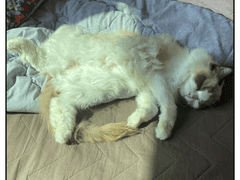 쥬비뚜비일기 1화