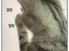 쥬비뚜비일기 4화