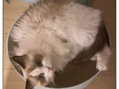 쥬비뚜비일기 9화