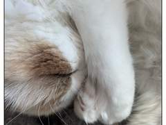 쥬비뚜비일기 11화