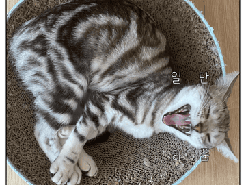 쥬비뚜비일기 16화