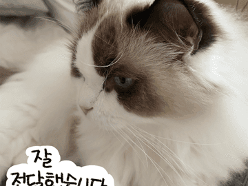 쥬비뚜비일기 21화