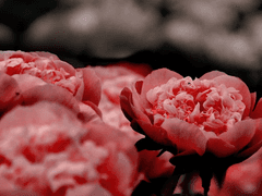 [냇배너] 적색투시