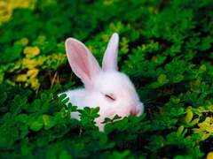 네잎클로버가 뭐길래