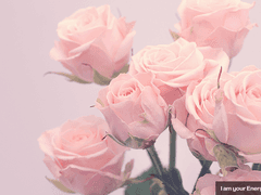 낭만과 사랑 그리고 영원