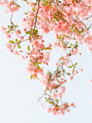 카나에씨의 환생일기