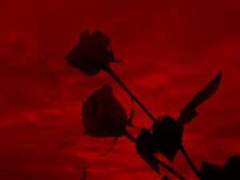 [냇완다] 붉은 물결