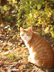 도심속 고양이 네코마