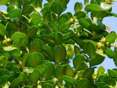 노란 머리의 정의로운 악당