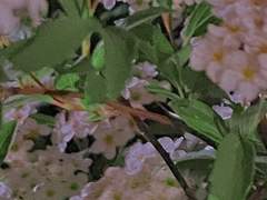 Popcorn (*조팝나무)