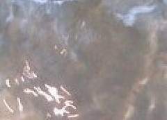 서문 백영 / XX / 온성파