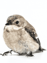 단방향 통신 장비