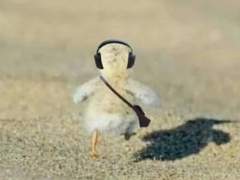 다크초코크림맛 쿠키 성장기