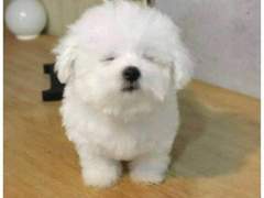 우리 막냉이 09 (feat.나혼산)