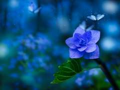 영원히 여름 속에서