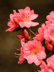 개벽의 피오네로