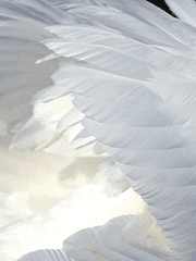 [글] AU_블랙스완2