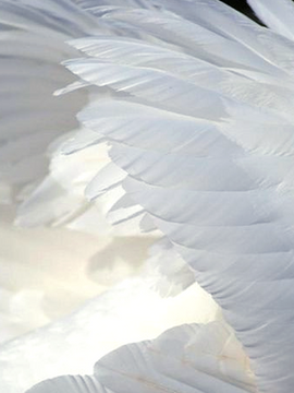 [글] AU_블랙스완2