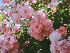 [Elayna R. Fidelio / Gryffindor]