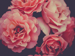 1 . 브쉐리의 여왕 퀸