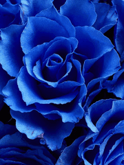 Veronica Nina Polaris