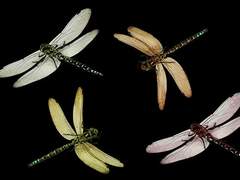 [깜방일기]죄수별곡 : 37.감옥 안의 잠자리