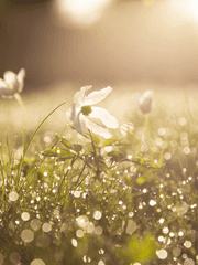 [내스급] 우연한 손님