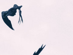 바람까마귀의 2019년, 말.