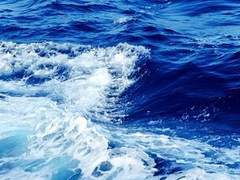 칼릭스 D. 루시페라