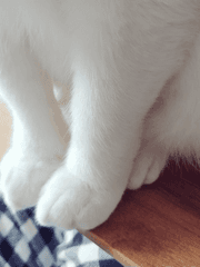 내향인 냥집사의 글쓰기