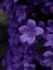 가족을 사랑하다.