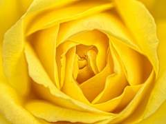 아름다운 노란색 장미꽃을 가진 그에게