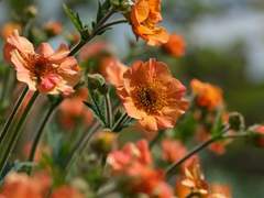 눈떠보니 이세카이의 여우와 두루미로 태어난 건에 대하여 2기