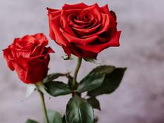 [찬찬] 장미를 향한 소유욕