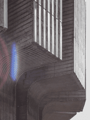  피를 마시는 나무 