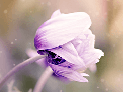 [루이네네] 체온 중독 (12-7)