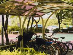 햇빛 머금은 나뭇잎