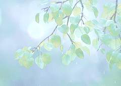 바람 한 자락에 마음을 담아